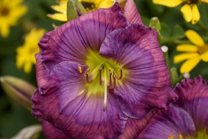 Hemerocallis 'Lavender Blue Baby' 